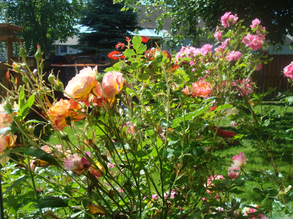 DSC05083